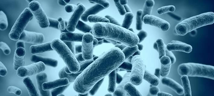 Νέα ευρήματα: 2000 βακτήρια κατοικούν στο έντερο – Πώς δρουν στην υγεία μας